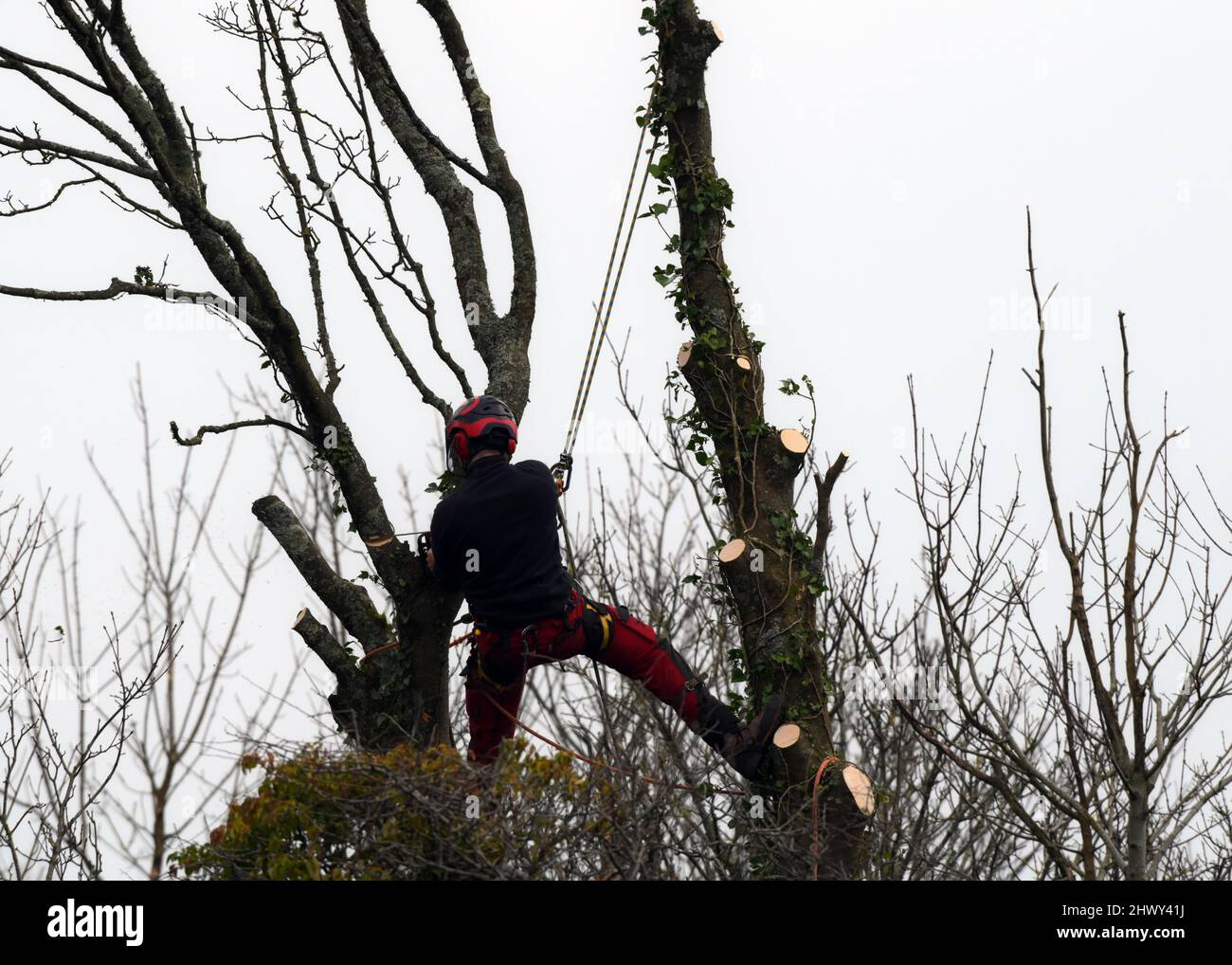 Mann mit Kettensäge, der aus Sicherheitsgründen hoch über dem Boden aufgehängt ist, entfernt Äste, bevor er einen großen Baum fällt Stockfoto