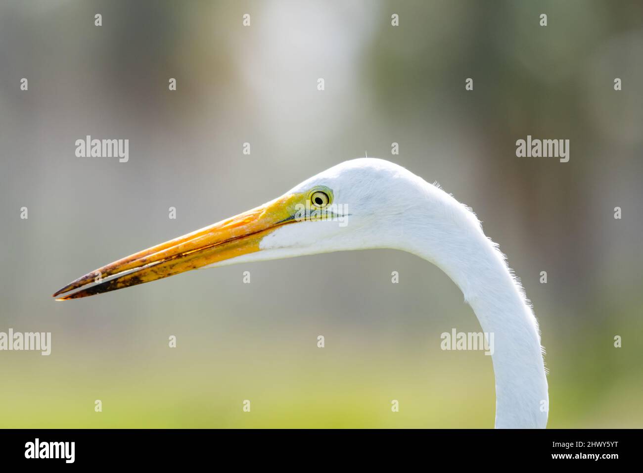 Nahaufnahme eines Silberreiher-Vogels, Ardea alba, mit einem gelben Auge und einem grauen Hintergrund. Stockfoto