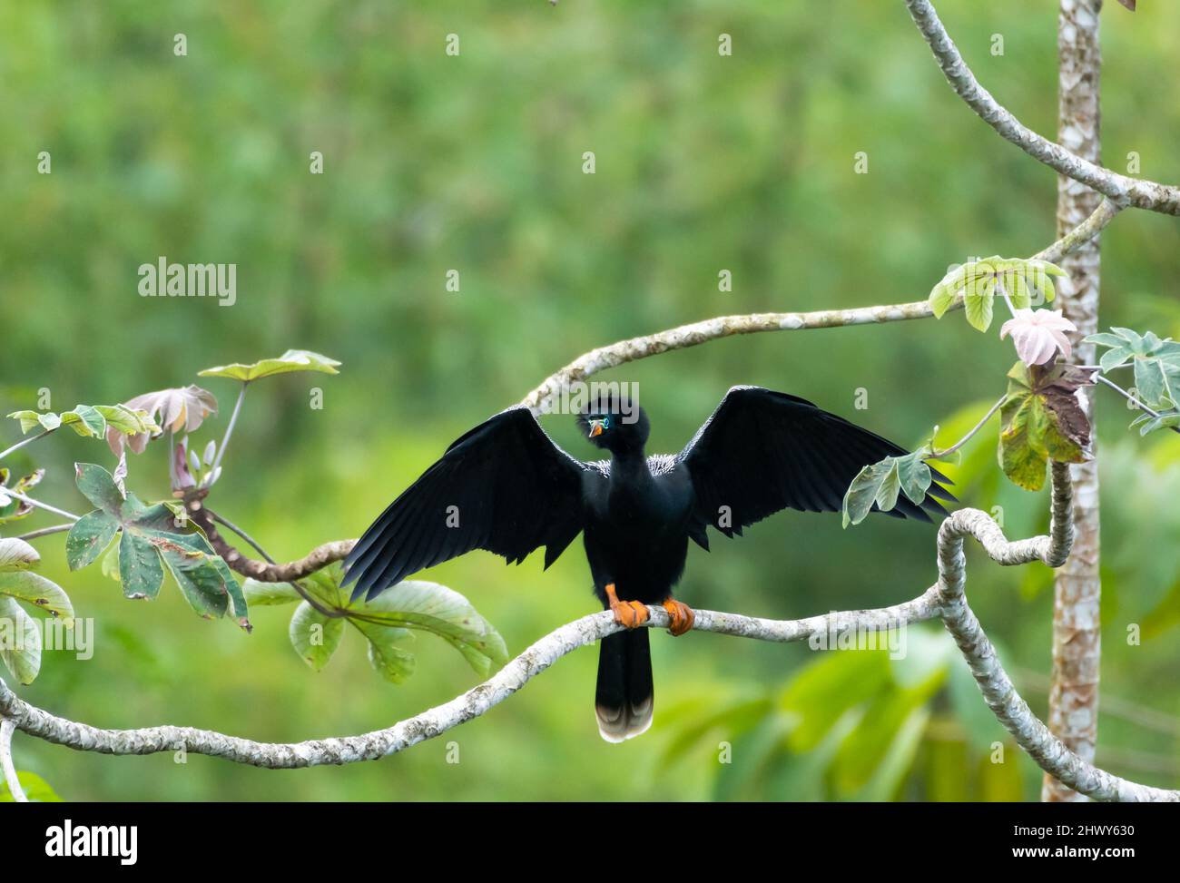 Ein Anhinga-Vogel, auch bekannt als Darter, der nach dem Angeln hochragt und trocknet. Stockfoto