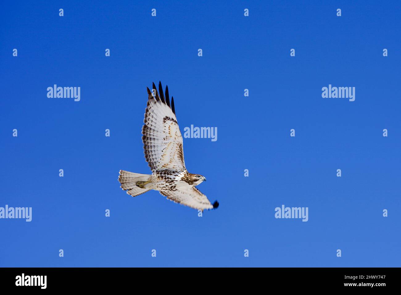 Rotschwanzhake (Buteo jamaicensis) auf der Jagd und auf der Suche nach Beute Stockfoto