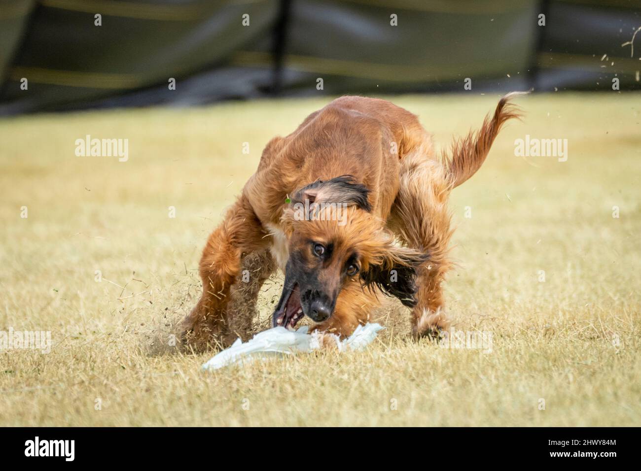 Afgahan Hund greift einen Köder während eines schnellen Katze-Events Stockfoto
