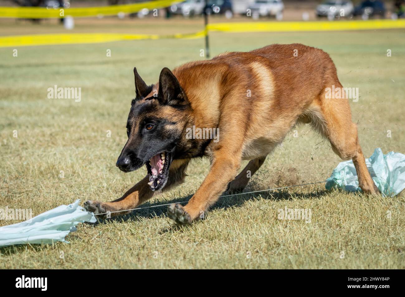Malinois Hund, der am Ende eines schnellen Katzenrennens einen Köder ergreift Stockfoto
