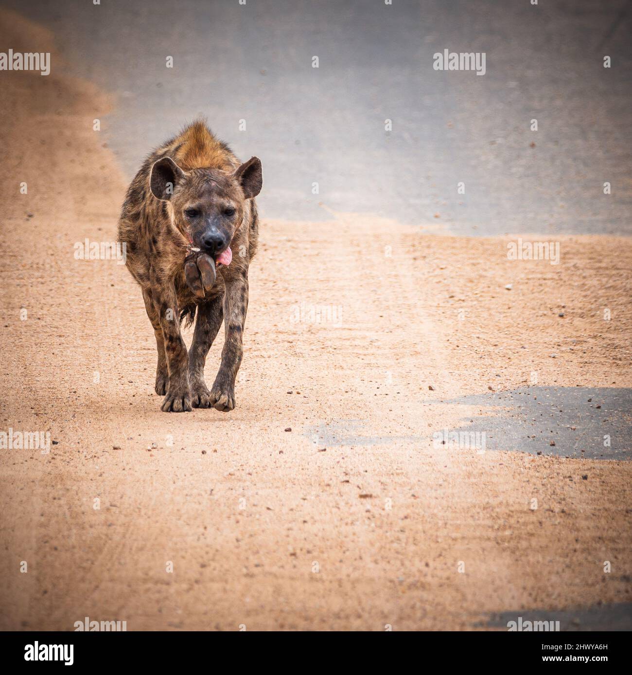 Hyäne, die die Straße entlang läuft, mit einer Art HUF im Mund. Wurde im kruger-Nationalpark in Südafrika erschossen Stockfoto