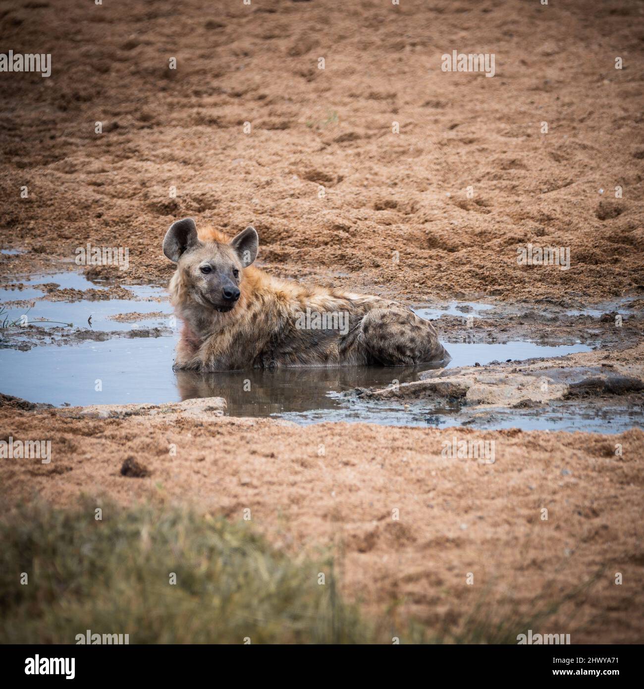 Gefleckte Hyäne, die in einer Schlammpfütze lag und seltsam zur Seite sah. Ein Foto wurde im Kruger-Nationalpark in Südafrika gemacht Stockfoto