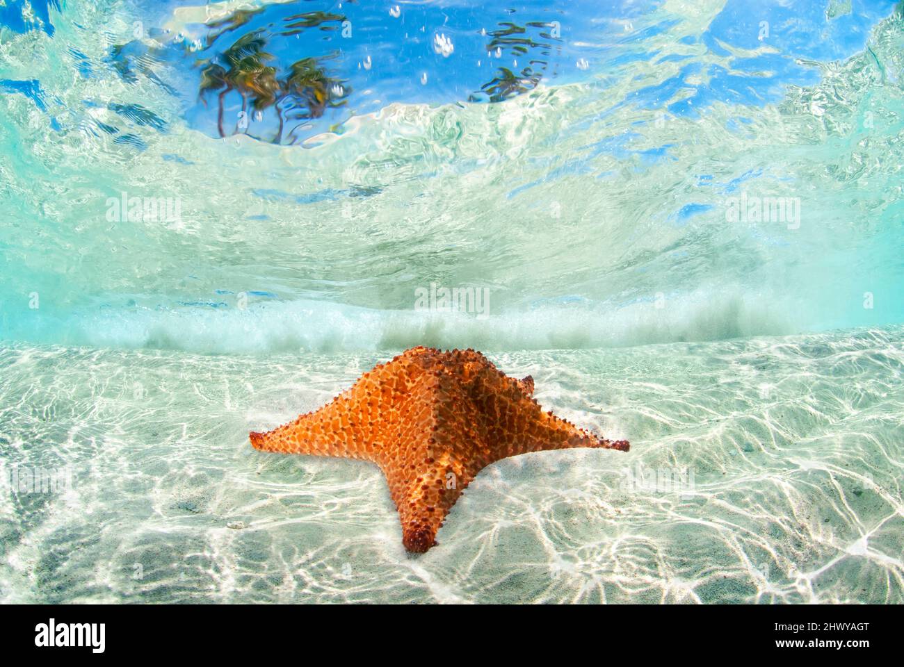 Rote Seesterne mit Palmen. Stockfoto