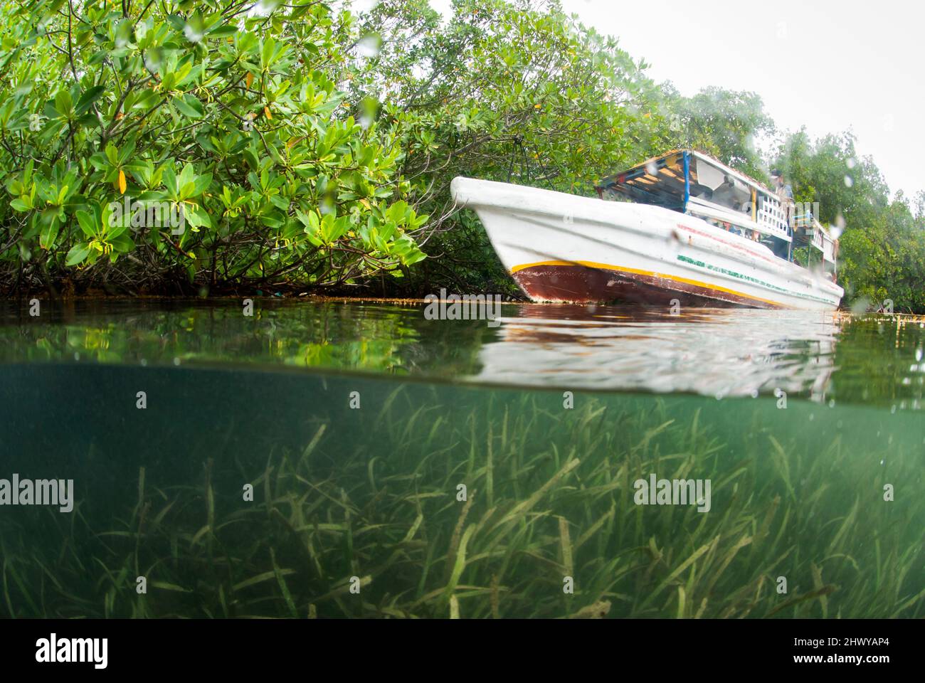 Halb oben und halb unten Foto von Boot in den Mangroven Stockfoto
