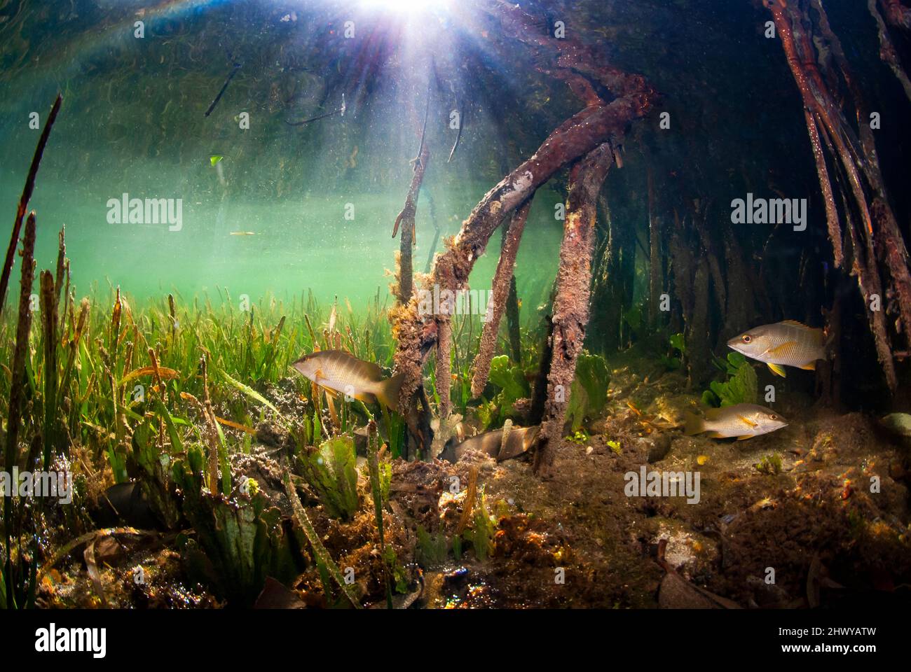 Fische schwimmen um Mangroven herum Stockfoto
