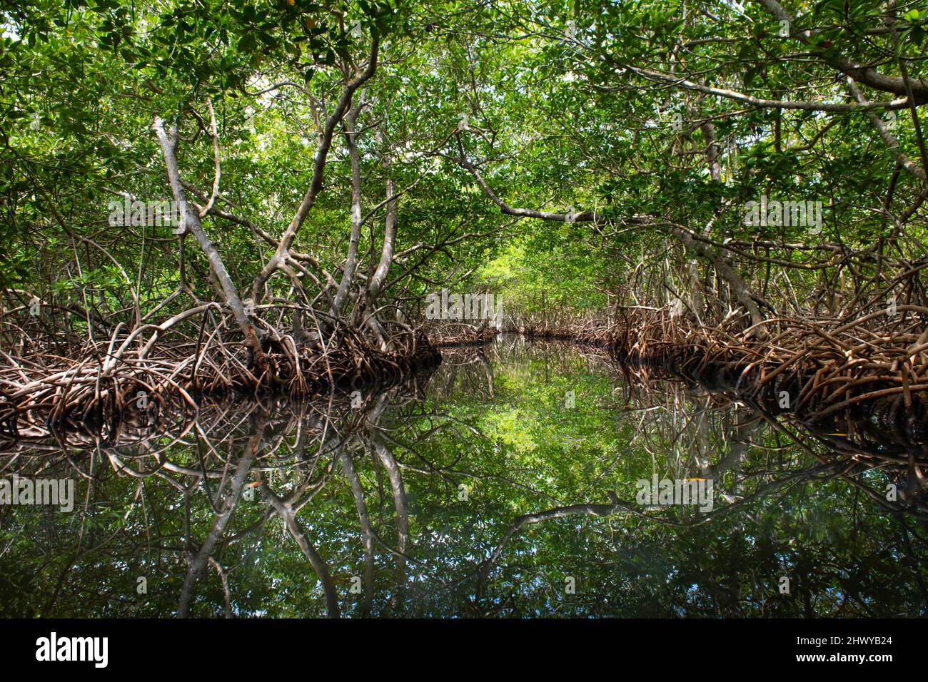 Mangrovenkanal Stockfoto