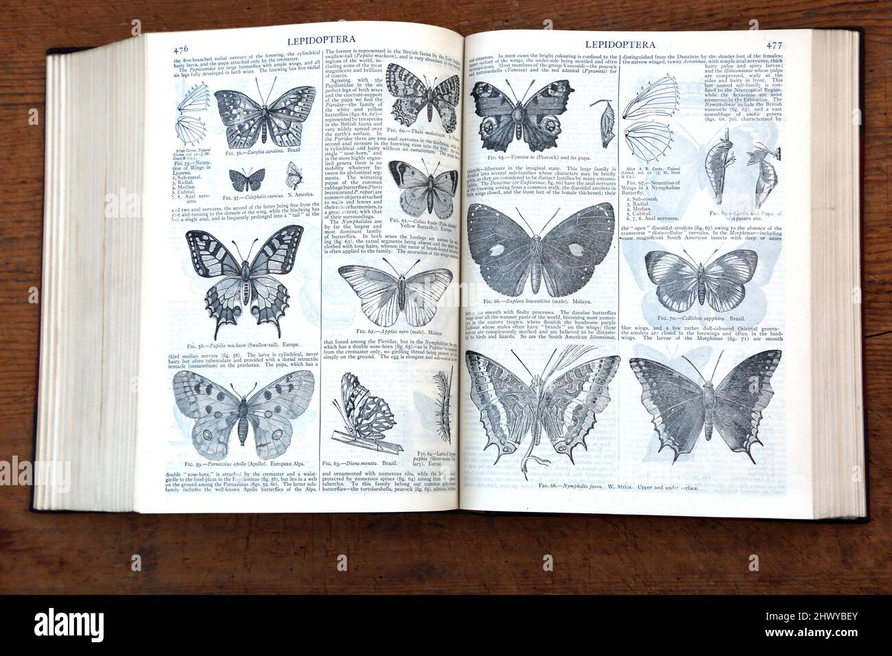 Encyclopaedia Britannica Elfte Ausgabe mit Seiten über Lepidoptera Stockfoto