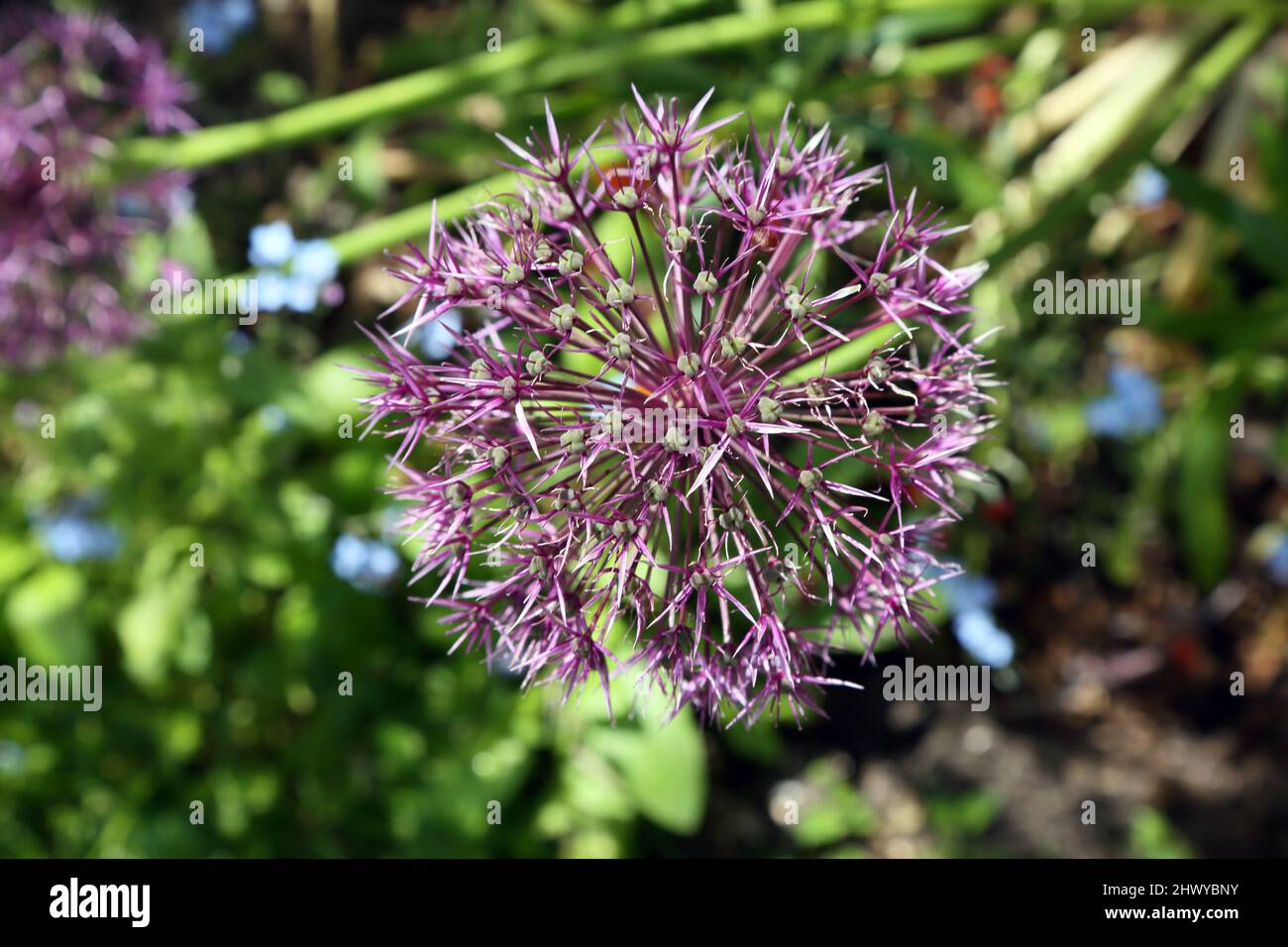 Purpurempfindung (Allium Hollandicum) Stockfoto