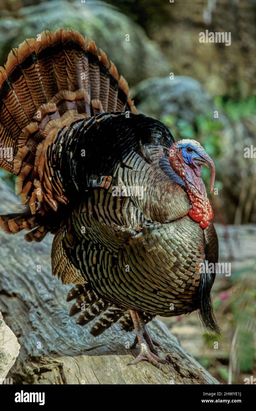 Der wilde truthahn (Meleagris gallopavo) ist ein in Nordamerika heimischer Hochlandvogelarten, eine von zwei erhaltenen Arten der türkei und das schwerste Mitglied der Türkei Stockfoto