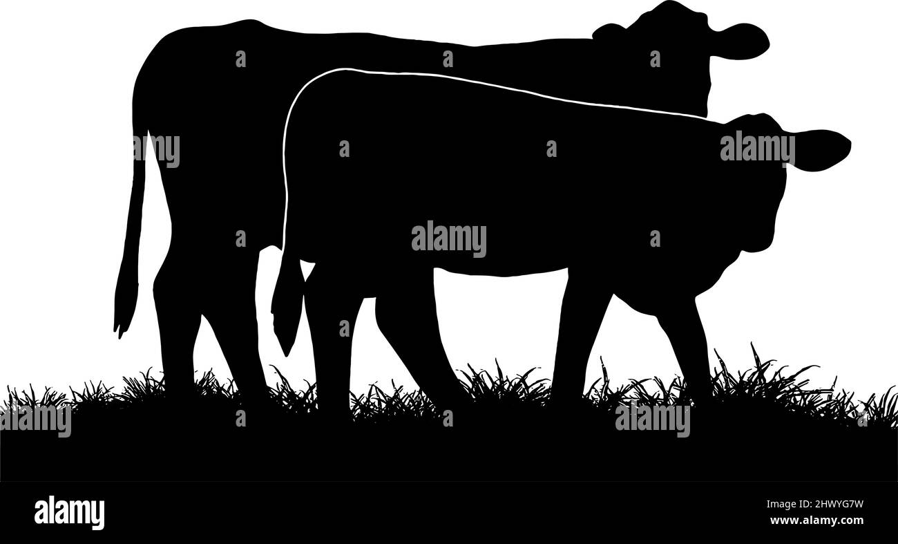Rinder grasen Silhouette in schwarz auf weißem Hintergrund Stock Vektor