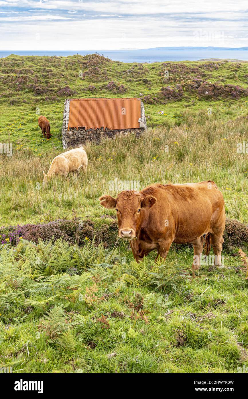 Viehweiden an der Küste in der Nähe von Kildorais im Norden der Isle of Skye, Highland, Schottland, Großbritannien. Stockfoto