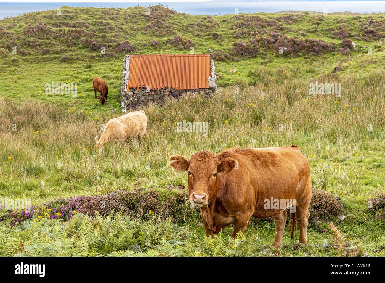 Viehweiden an der Küste in der Nähe von Kildorais im Norden der Isle of Skye, Highland, Schottland, Großbritannien. Stockfoto