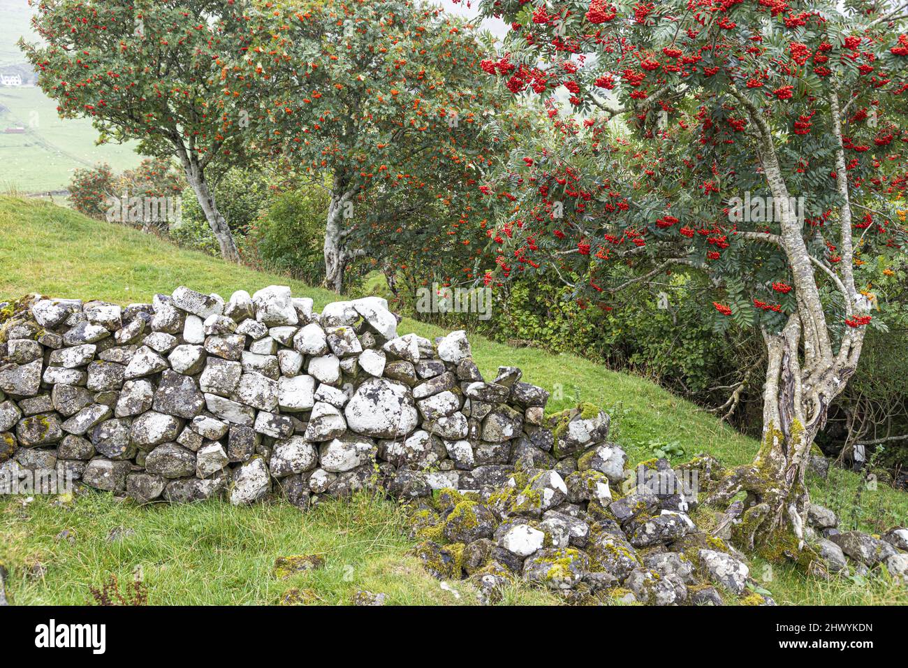 Zwei Vogelbeerbaumarten neben den Ruinen einer Croft in Glen Uig im Norden der Isle of Skye, Highland, Schottland, Großbritannien. Stockfoto