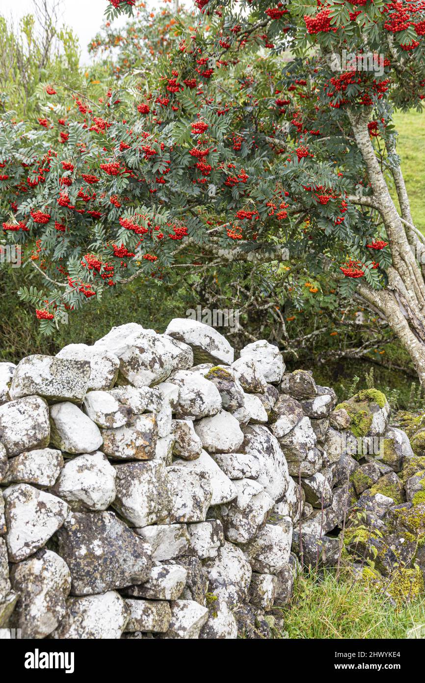 Ein Vogelbeerbaum neben den Ruinen einer Croft in Glen Uig im Norden der Isle of Skye, Highland, Schottland, Großbritannien. Stockfoto