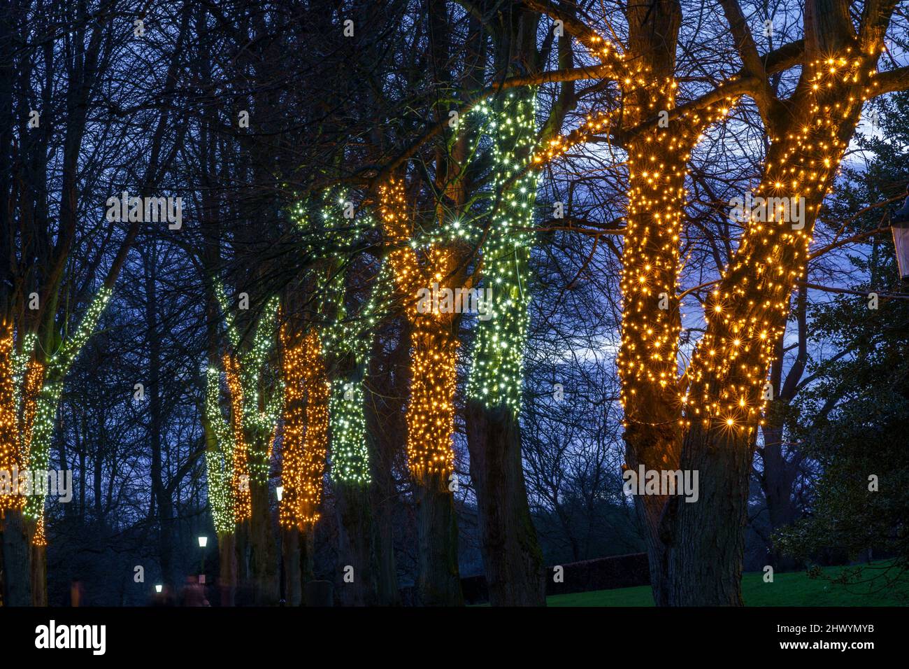 Orange und grüne kleine funkelnde Lichter, die sich um Reihen von Baumstämmen entlang eines Pfades in A Park, Valley Gardens, Harrogate, North Yorkshire, England, wickeln. Stockfoto