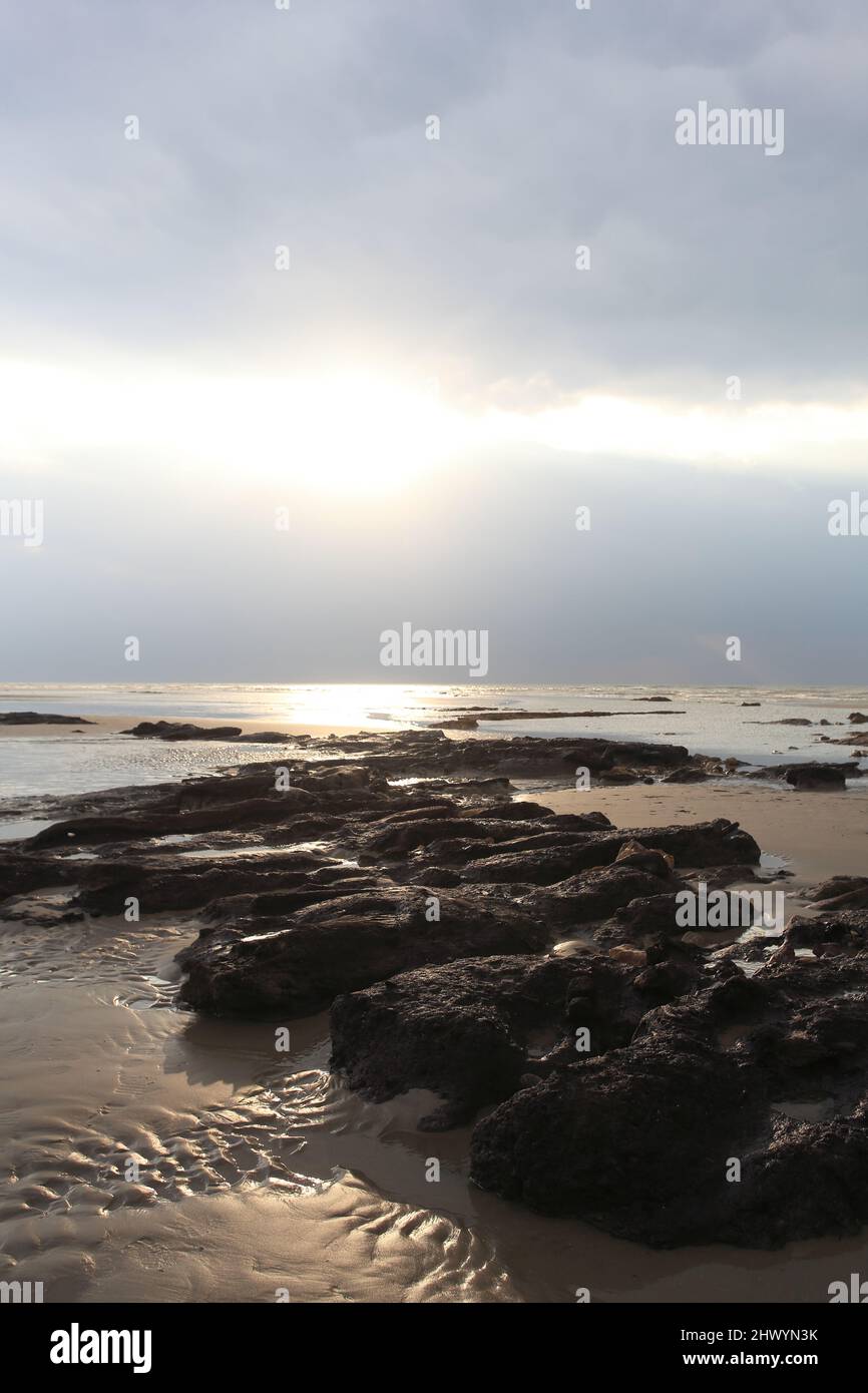 4000 Jahre alte Baumstämme aus einem alten Wald, Bulverhythe Beach, Hastings, East Sussex, UKEast Sussex, VEREINIGTES KÖNIGREICH Stockfoto