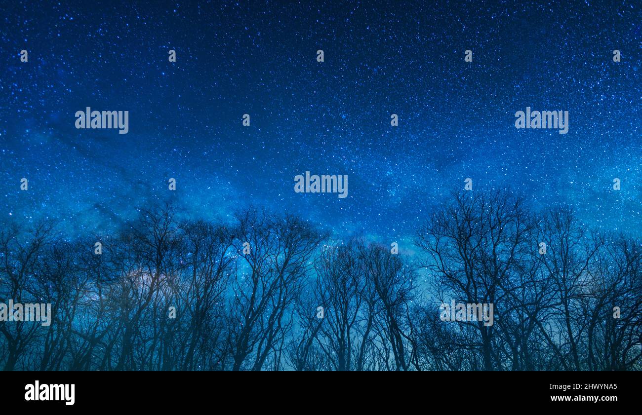 Nachthimmel Himmel und Wald Stockfoto