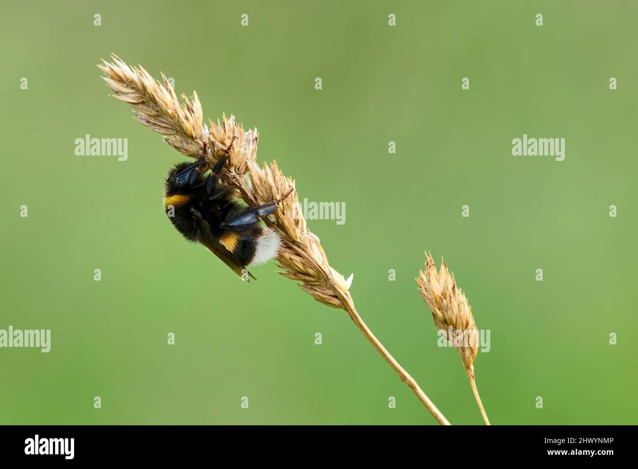 Hummel mit kleinem Käfer, Nahaufnahme. In der Dämmerung auf Gras auf der Wiese sitzen. Gattung Bombus pratorum. Unscharfer grüner natürlicher Hintergrund, Kopierbereich. Stockfoto