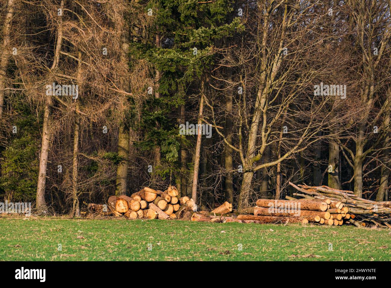 Im winterlichen Wald am Waldrand stapeln sich gefällte Bäume Stockfoto