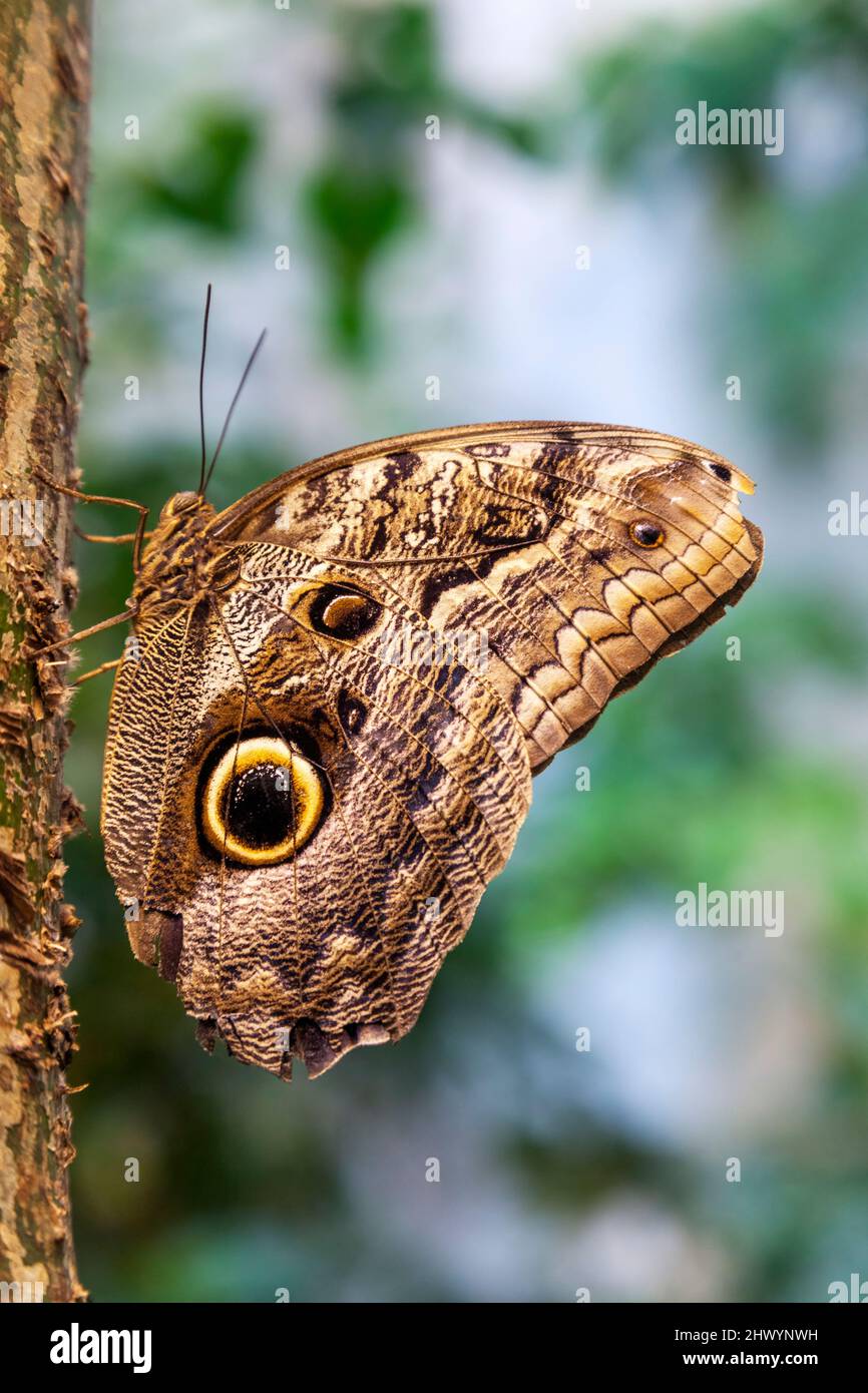 Caligo Eurilochus Schmetterling auf einem Baumstamm Stockfoto