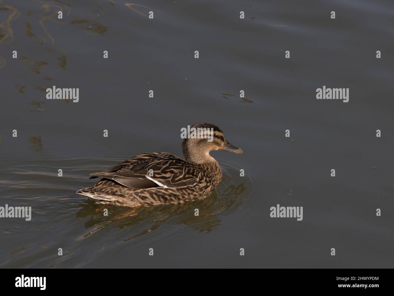 Weibliche Mallard Duck River Stort Harlow Essex Stockfoto