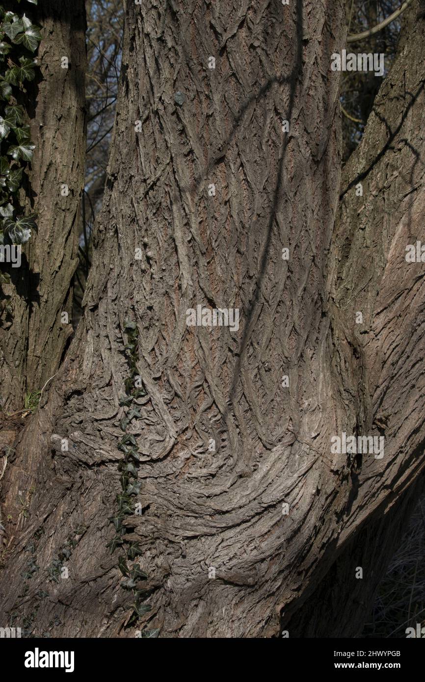 Tree Bark River Stort Harlow Essex Stockfoto