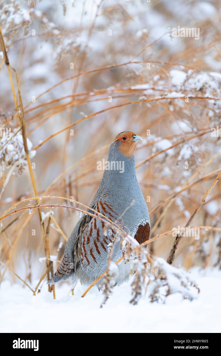 Ein ungarisches Rebhuhn im Winter in North Dakota Stockfoto