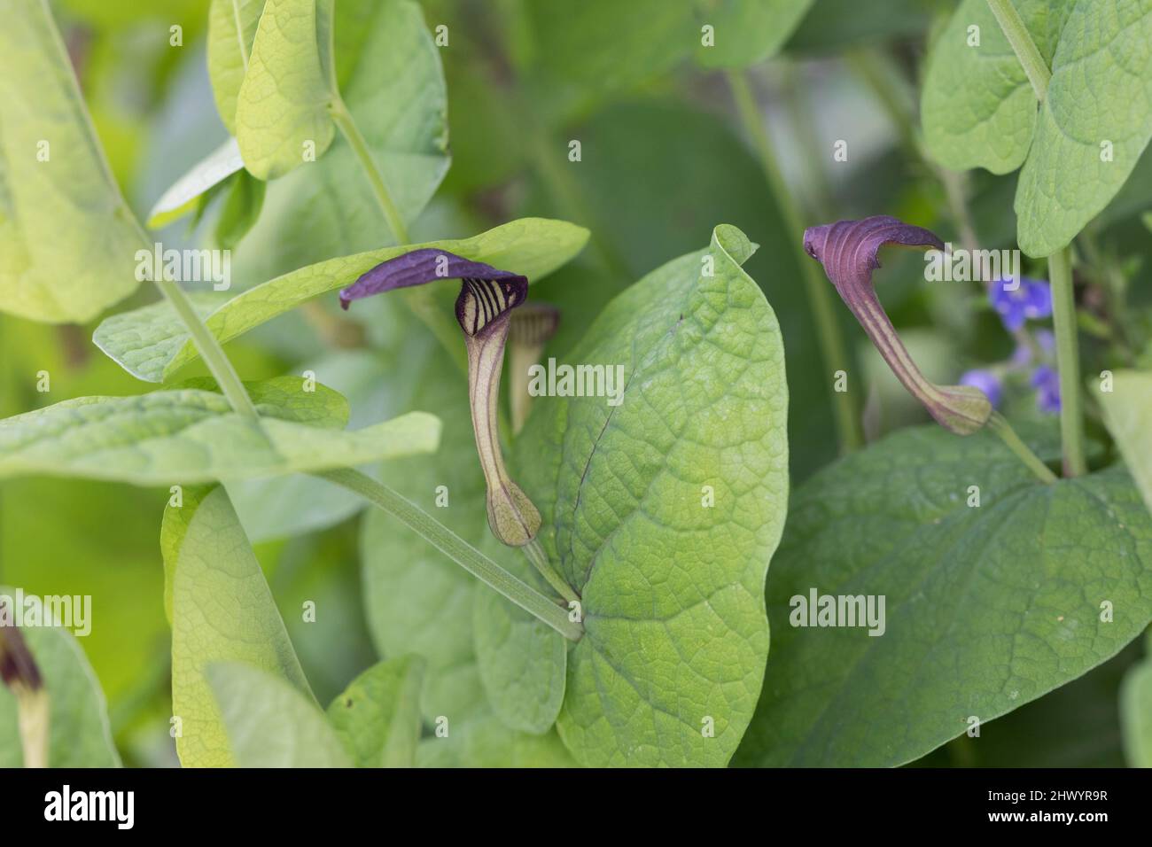 Rundblättrige Osterluzei, Knollige Osterluzei, Aristolochia rotunda, Schmierkraut, Rundblättrige Geburtswabe, L'aristoloche à feuilles rondes Stockfoto