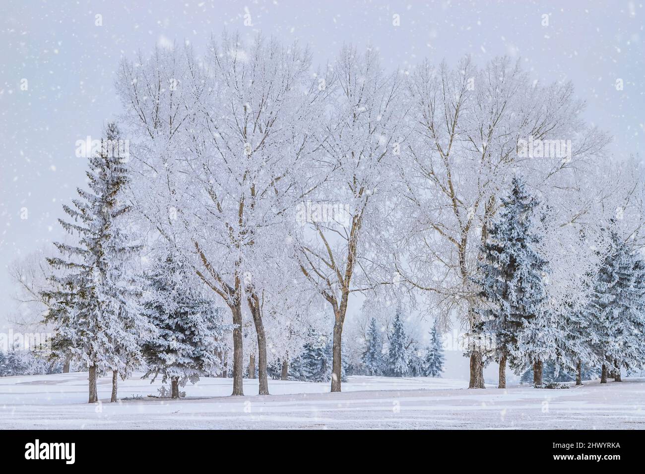Schnee Fällt Über Winterbäume Stockfoto