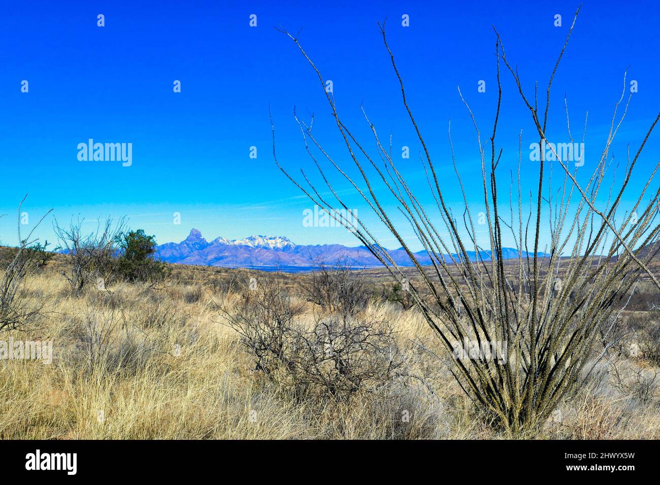 Das Grasland der Sonora-Wüste im Nationalen Wildschutzgebiet von Buenos Aires, Arizona, USA. Im Vordergrund ein Ocotillo, im Hintergrund der Babocivari Peak Stockfoto