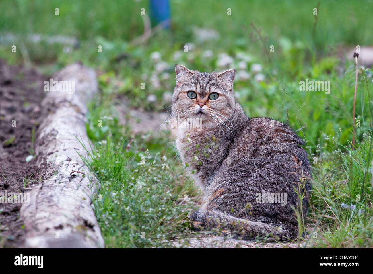 Eine schöne Katze läuft alleine im Garten in der Natur Stockfoto