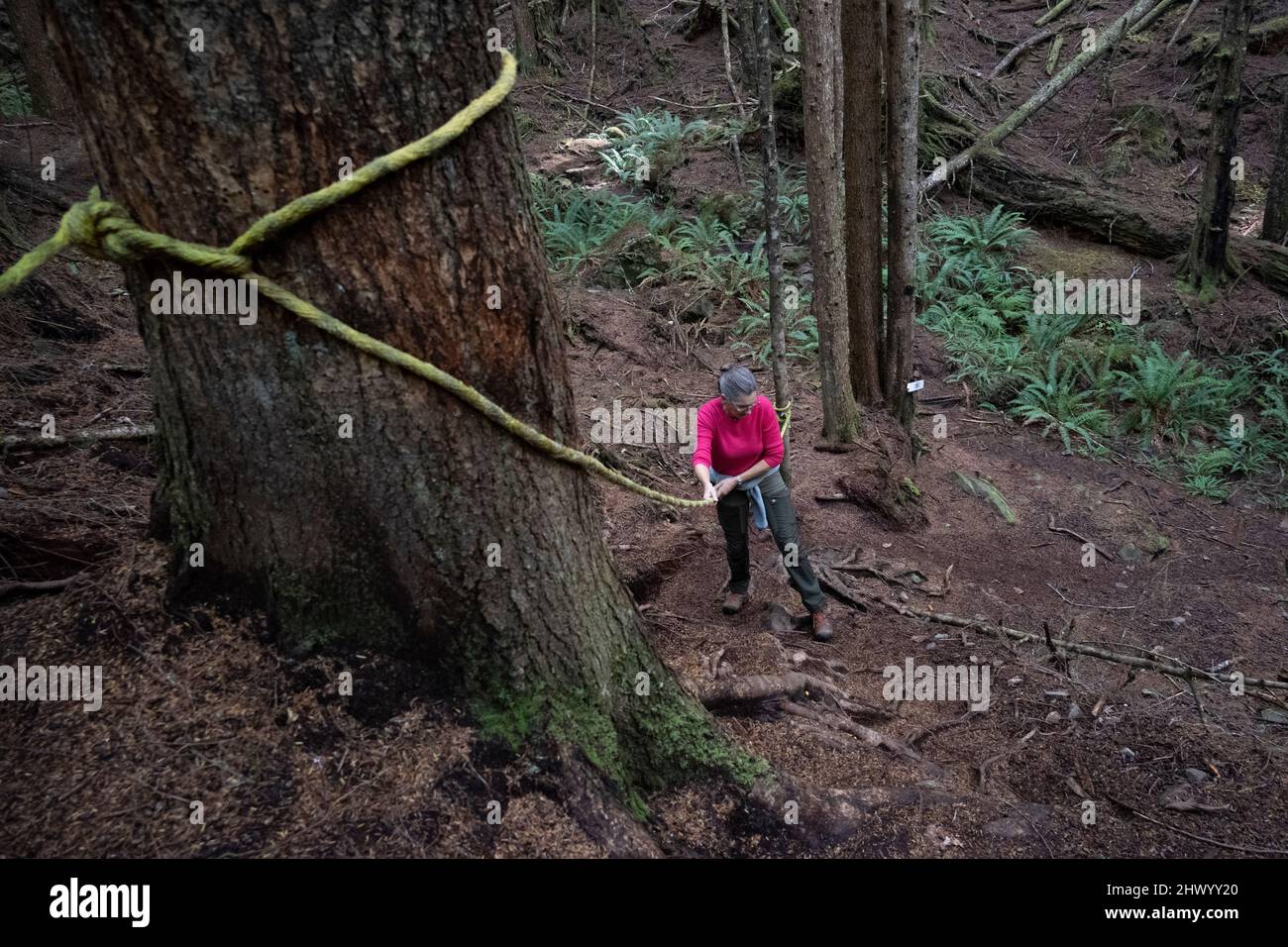 Weibliche Touristin, die in Blink Horn Trail, Telegraph Cove, Mount Waddington, Vancouver Island, British Columbia, ein Seil an einen Baum gebunden hält, Kanada Stockfoto