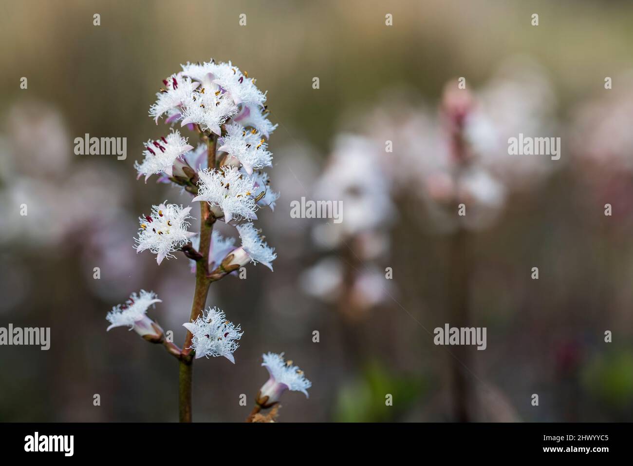 Bogbean; Menyanthes trifoliata; Blume; Großbritannien Stockfoto