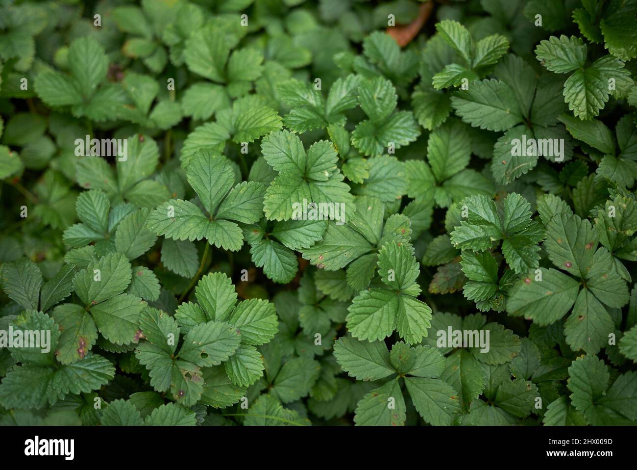 Duchesnea Indica strukturierte Blätter Stockfoto