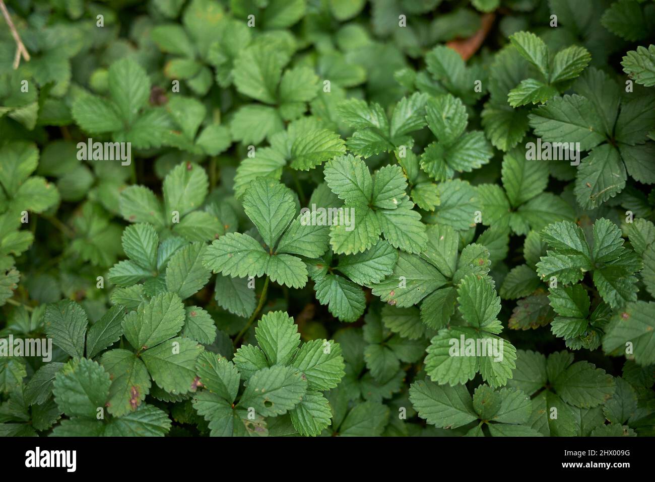 Duchesnea Indica strukturierte Blätter Stockfoto