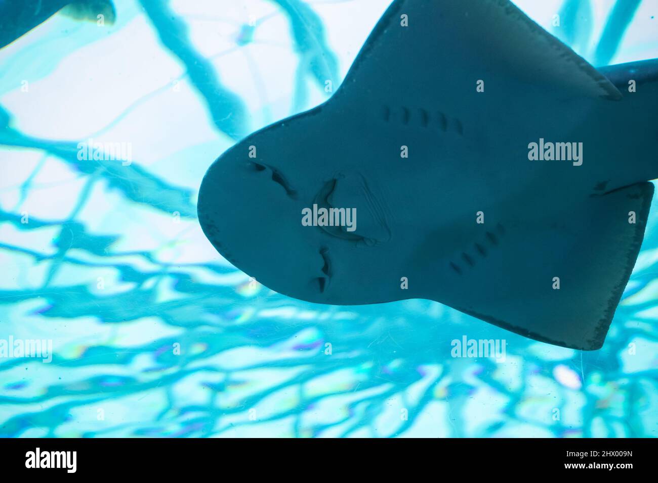 Die Unterseite eines Rogens, der in der S.E.A. gesehen wurde Aquarium in Sentosa, Singapur Stockfoto