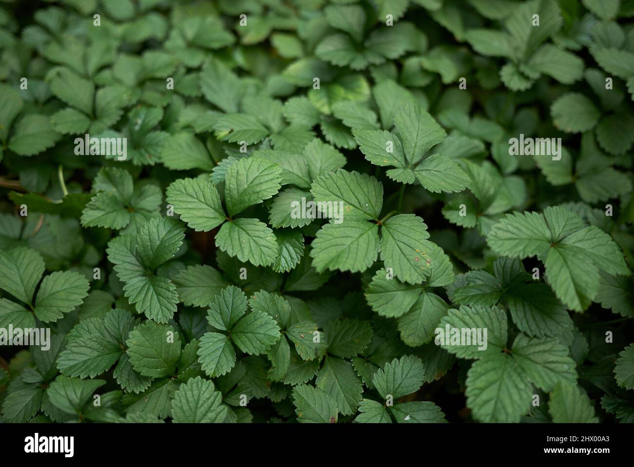 Duchesnea Indica strukturierte Blätter Stockfoto