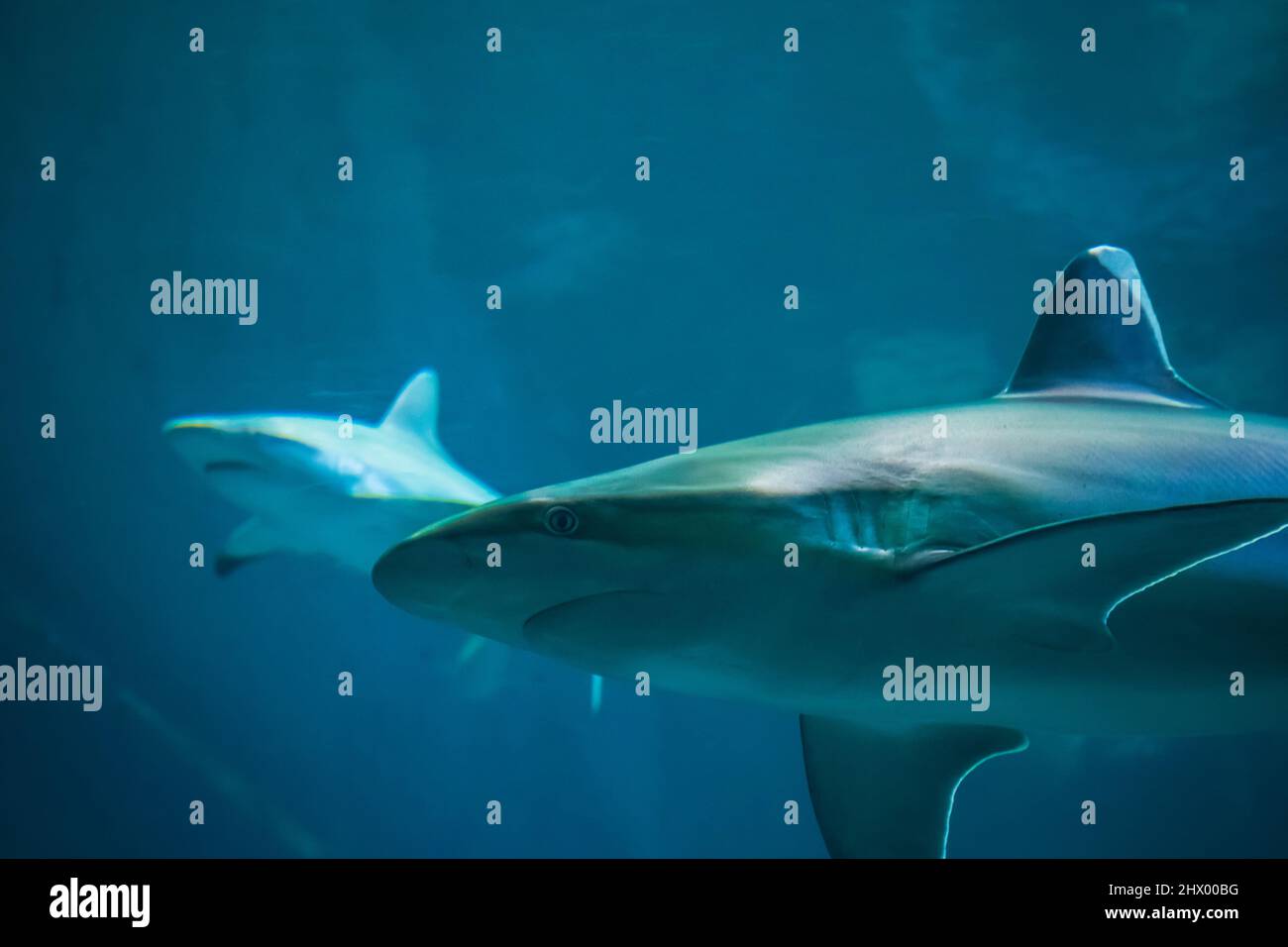 Ein Silberspitzenhai, der in der S.E.A. schwimmend ist Aquarium in Sentosa, Singapur Stockfoto