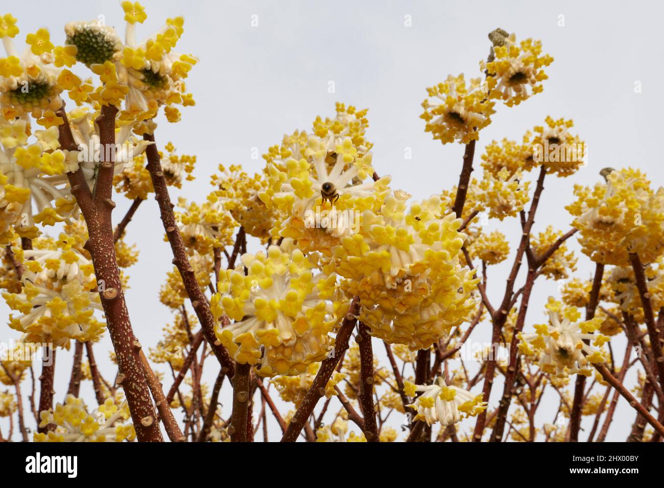Gelbe Blüten von Edgeworthia chrysantha Strauch Stockfotografie Alamy