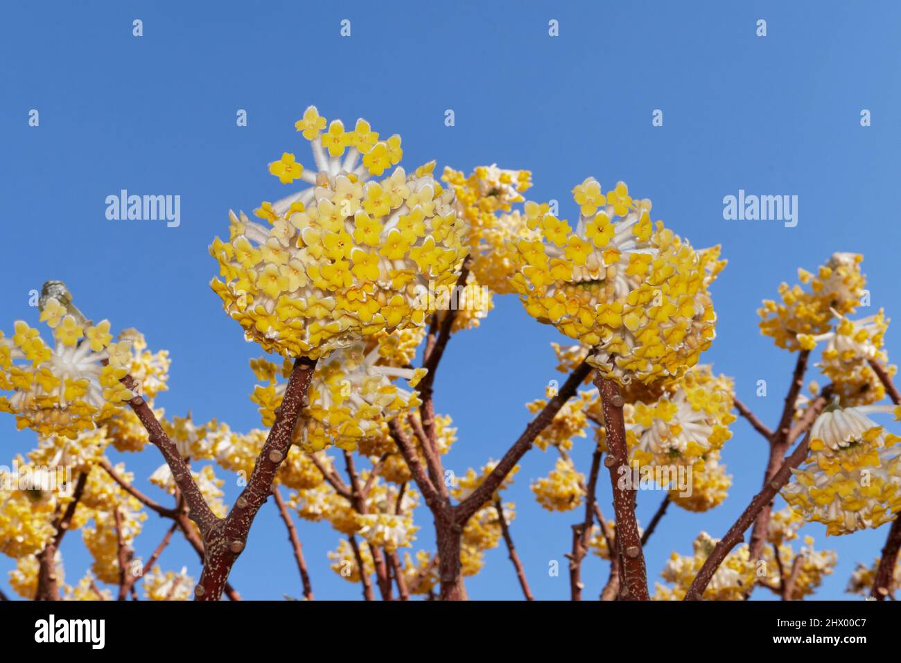 Gelbe Blüten von Edgeworthia chrysantha Strauch Stockfotografie Alamy