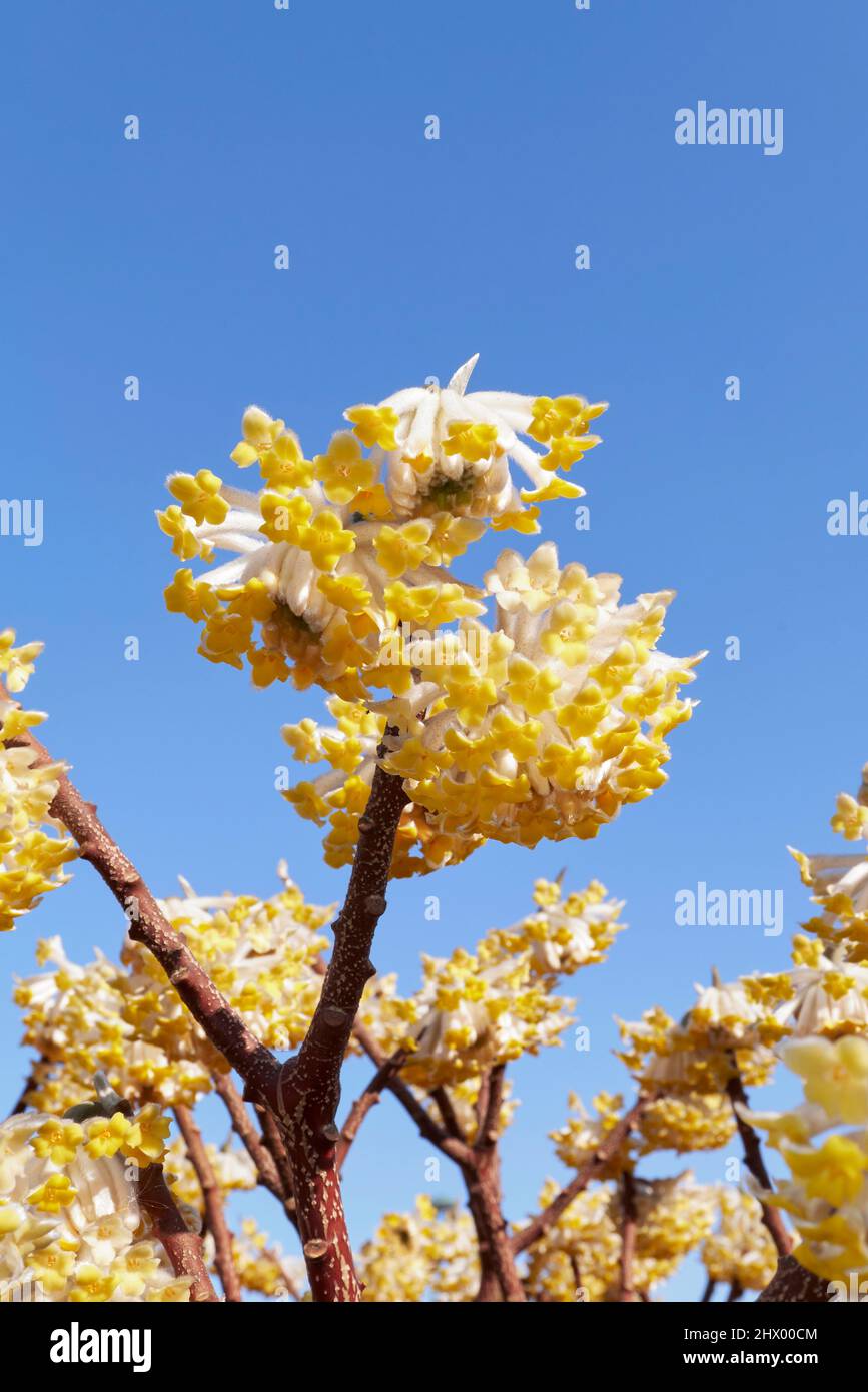Gelbe Blüten von Edgeworthia chrysantha Strauch Stockfotografie Alamy