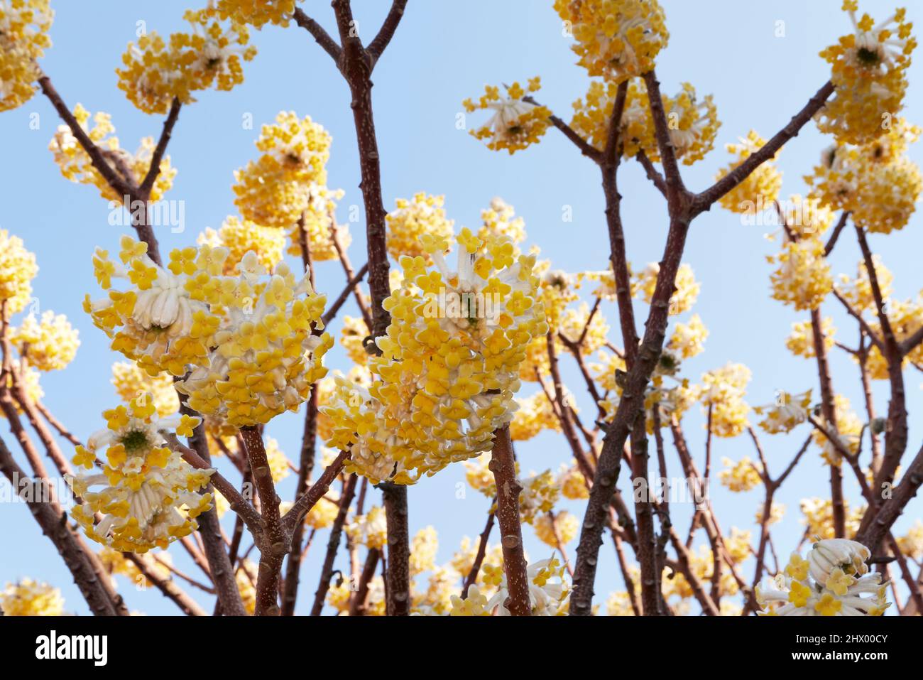 Gelbe Blüten von Edgeworthia chrysantha Strauch Stockfotografie Alamy