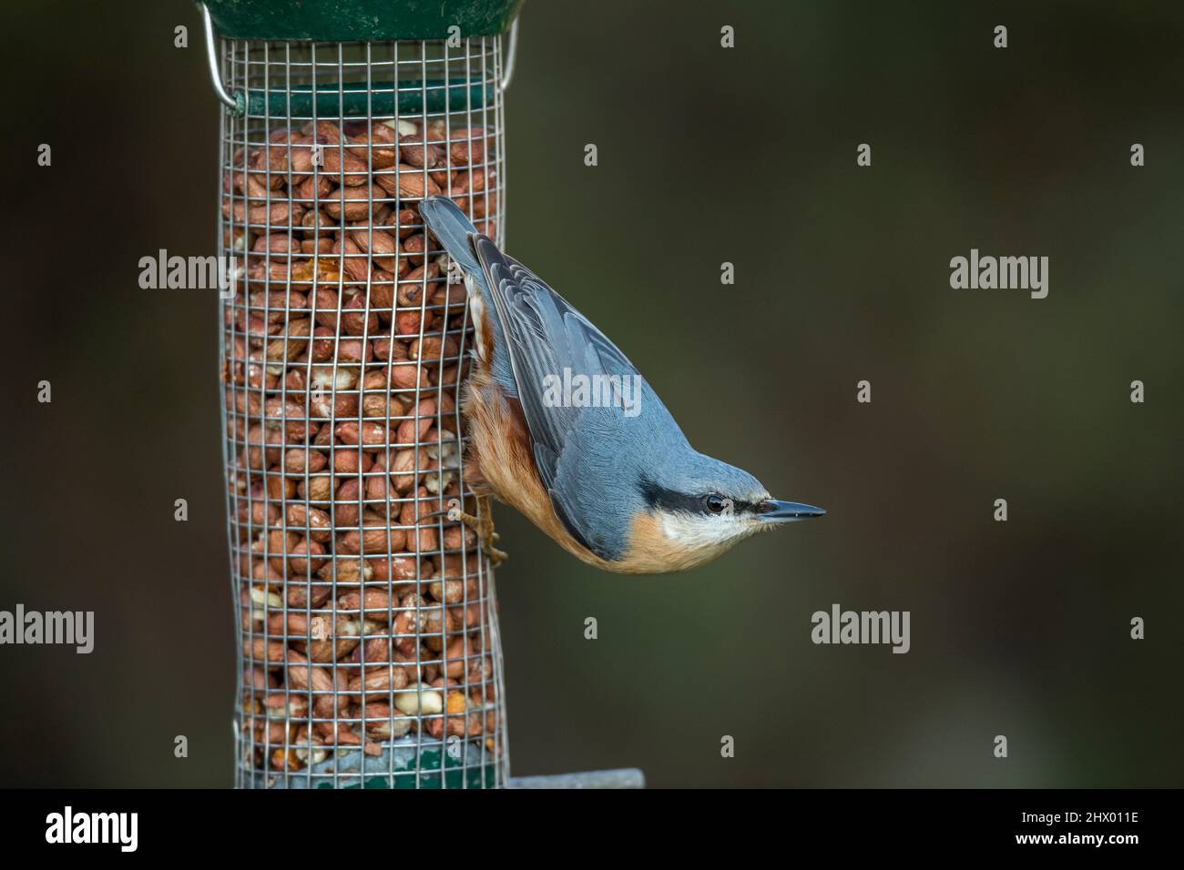 Nuthatch; Sitta europaea; auf Erdnusszuführung; Großbritannien Stockfoto