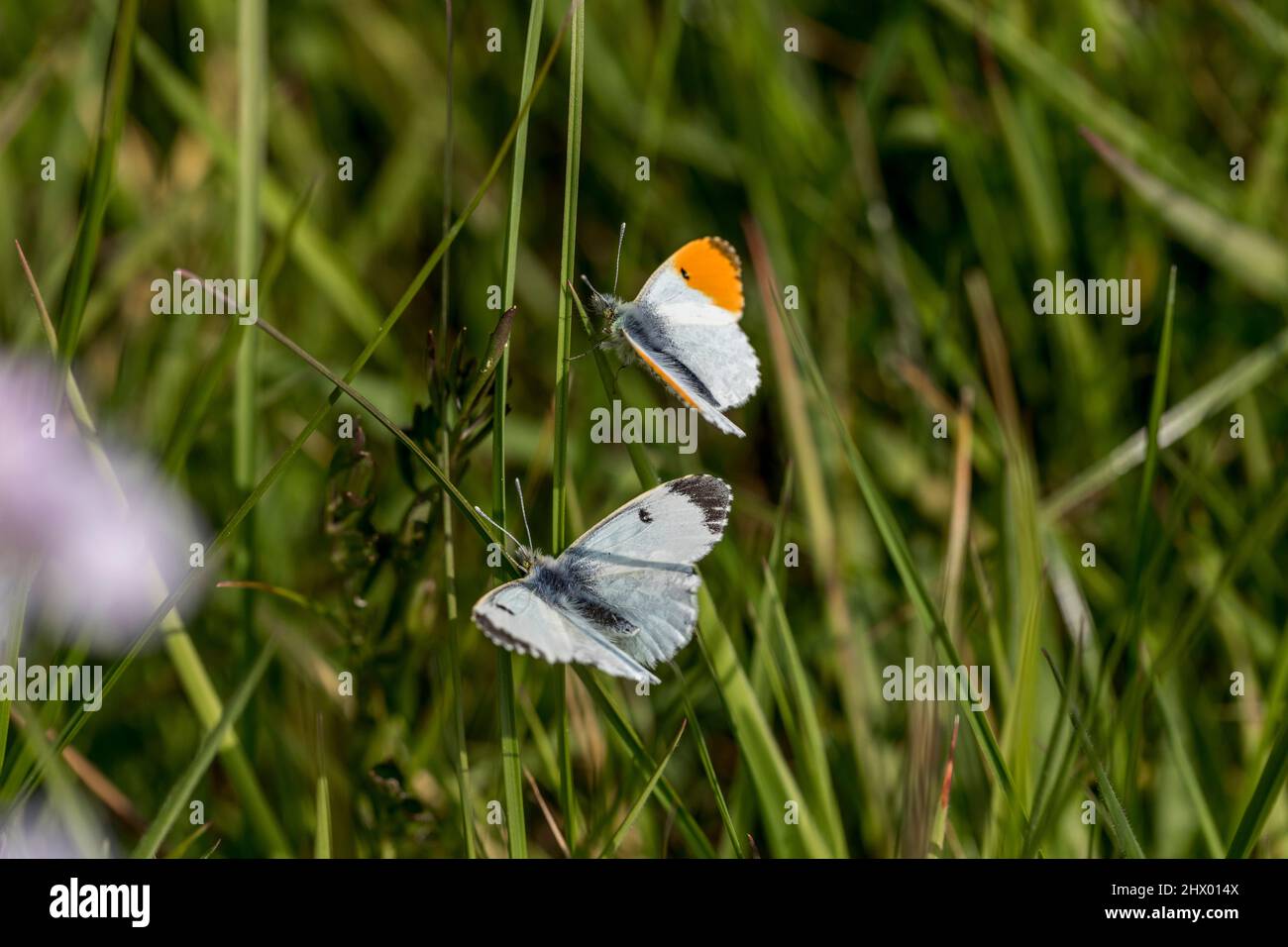 Schmetterlinge mit orangefarbener Spitze; Anthocharis cardamine; Anzeige; Großbritannien Stockfoto