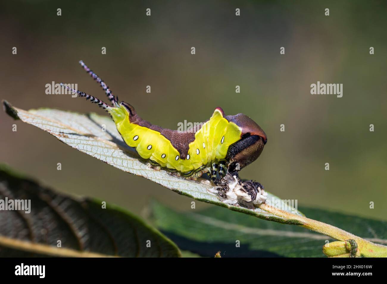 Puss Moth; Cerura vinula; Larve, die ihre abgegossene Haut frisst; Großbritannien Stockfoto