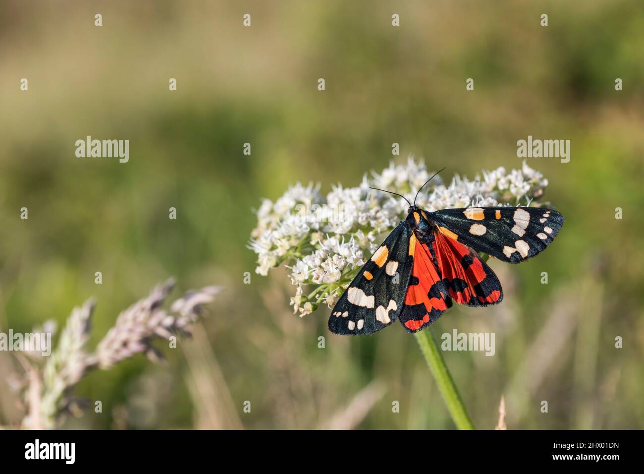 Scharlachrote Tiger Moth; Callimorpha dominula; Männchen auf Blume; Großbritannien Stockfoto