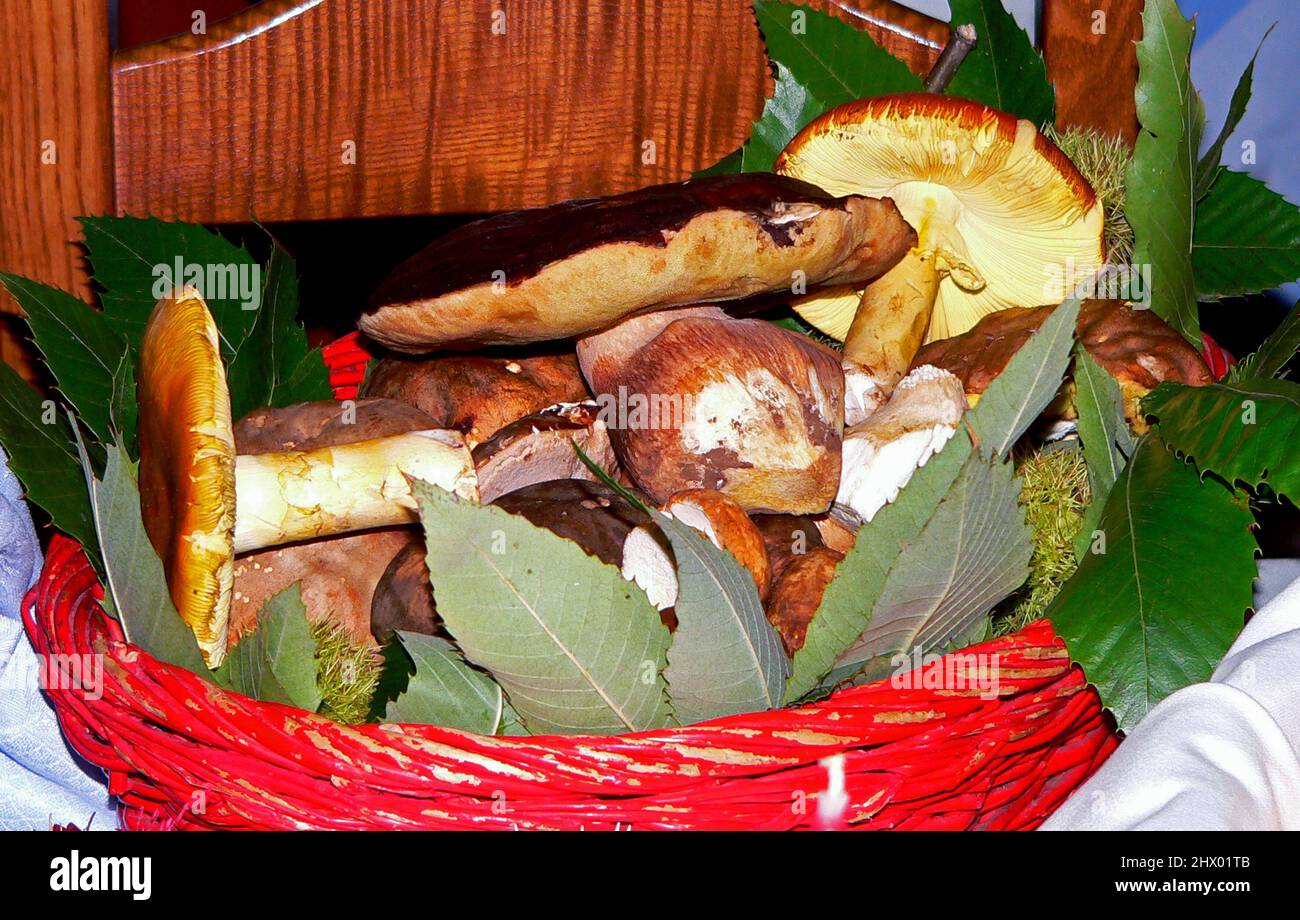 Pilze im Korb Stockfoto