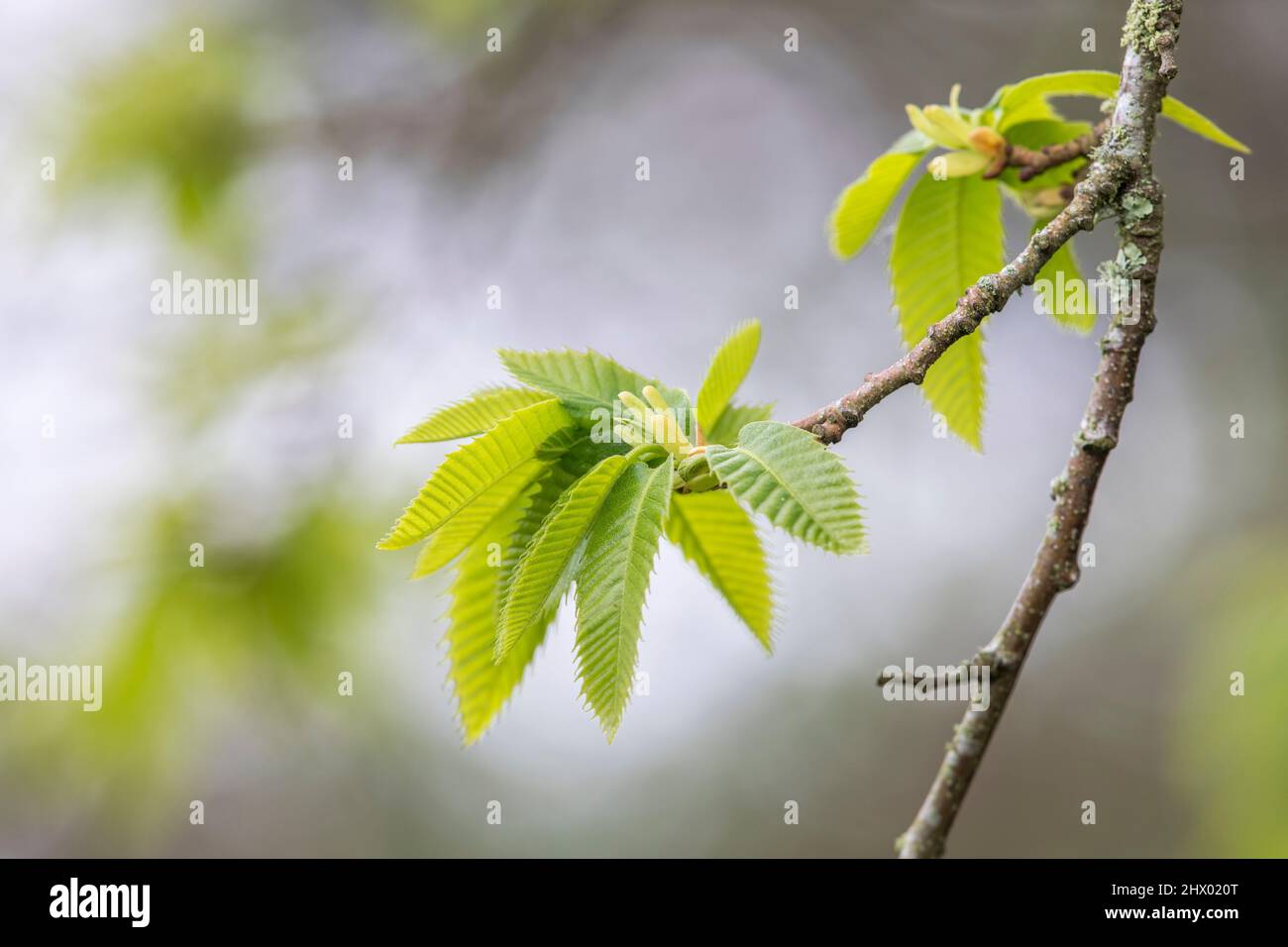 Sweet Chestnut Tree; Castanea sativa; Coming to Leaf; Großbritannien Stockfoto